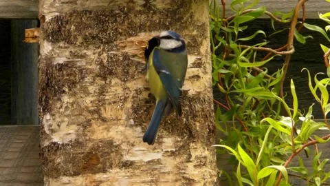 Great Tit Bird Stock Footage 229758378