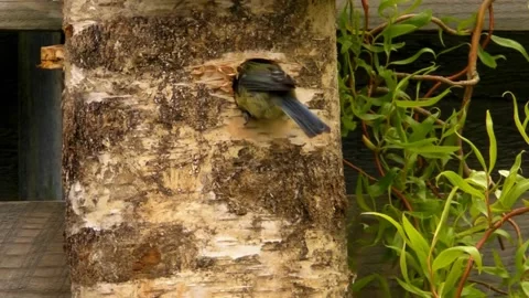 Great Tit Bird Stock Footage 229758385