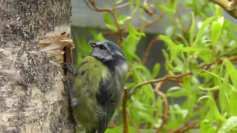 Great Tit Bird Stock Footage 229758386