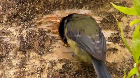 Great Tit Bird Stock Footage 229758390