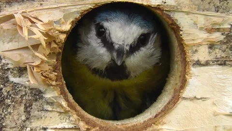 Great Tit Bird Stock Footage 229758392