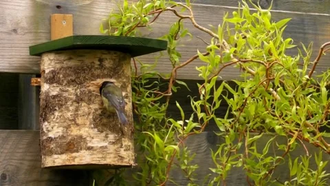 Great Tit Bird Stock Footage 229758393