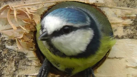 Great Tit Bird 스톡 동영상 229758397