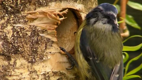 Great Tit Bird Stock Footage 229758401
