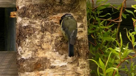Great Tit Bird Stock Footage 229758404