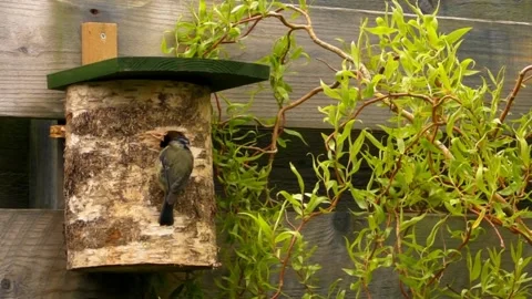 Great Tit Bird Stock Footage 229758408