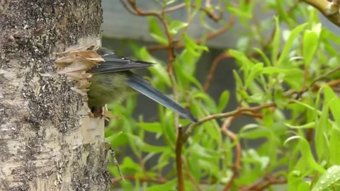 Great Tit Bird Video stock 229758413