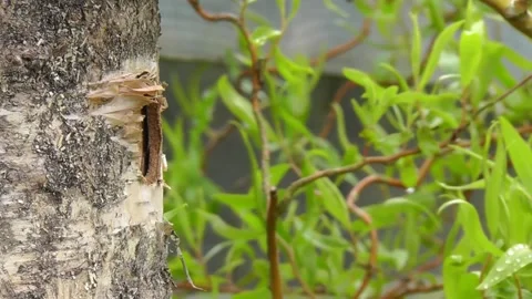 Great Tit Bird Stock Footage 229758416