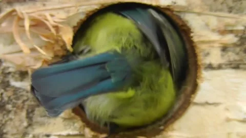 Great Tit Bird Stock Footage 229758421