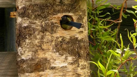 Great Tit Bird Stock Footage 229758428