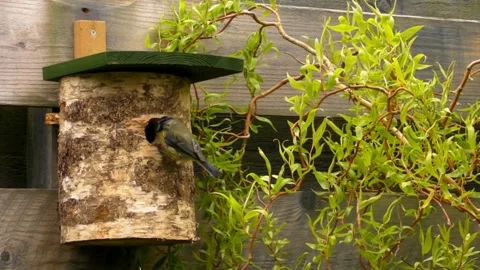 Great Tit Bird Stock Footage 229758429