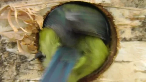 Great Tit Bird Stock Footage 229758433