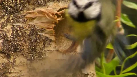 Great Tit Bird Stock Footage 229758456