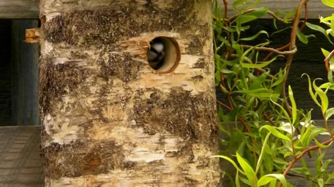 Great Tit Bird Video stock 229758466