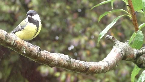 Great Tit Bird Stock Footage 229758564