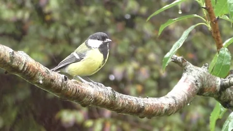 Great Tit Bird Stock Footage 229758565