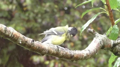 Great Tit Bird Stock Footage 229758568
