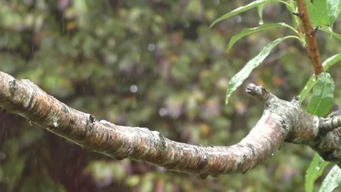 Great Tit Bird Stock Footage 229758569
