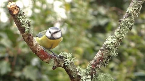 Great Tit Bird Stock Footage 229758570