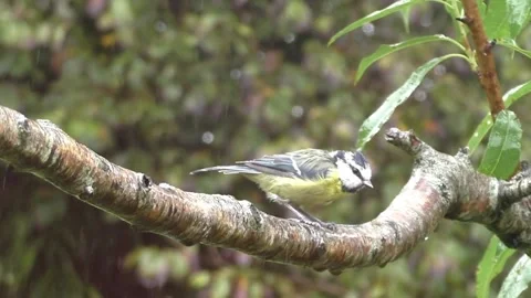 Great Tit Bird Video stock 229758589