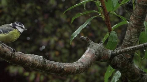 Great Tit Bird Stock Footage 229758635