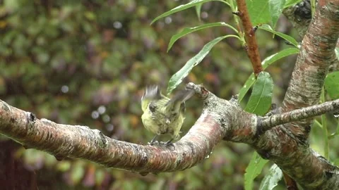 Great Tit Bird Stock Footage 229758637