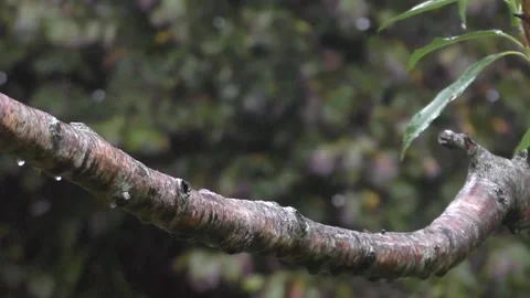 Great Tit Bird Stock Footage 229758642