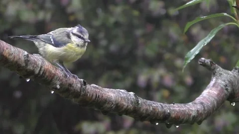 Great Tit Bird Stock Footage 229758653