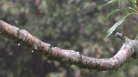 Great Tit Bird Video stock 229758656