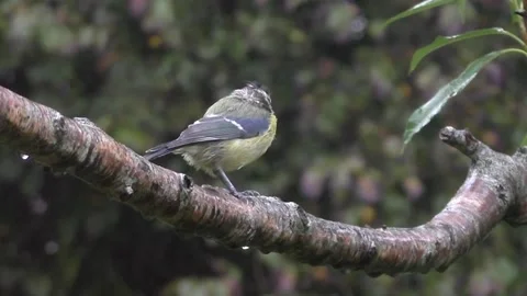Great Tit Bird Stock Footage 229758660