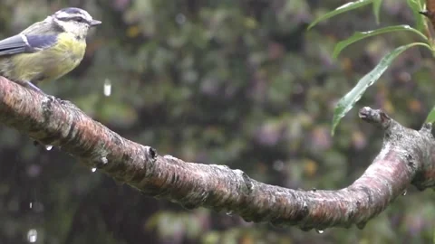 Great Tit Bird Stock Footage 229758668
