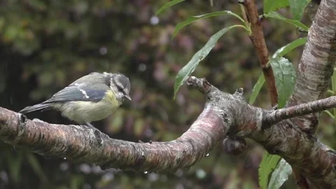 Great Tit Bird Stock Footage 229758672