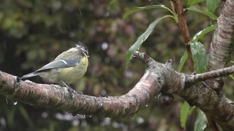 Great Tit Bird Stock Footage 229758674