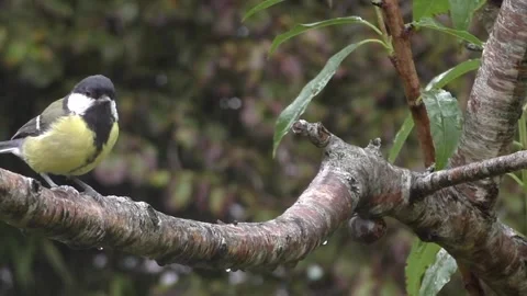 Great Tit Bird Stock Footage 229758675