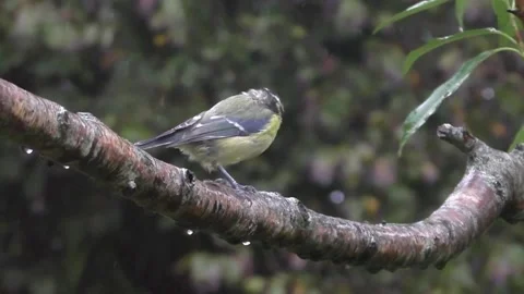 Great Tit Bird Stock Footage 229758682