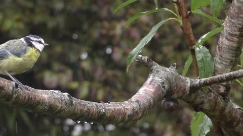 Great Tit Bird Stock Footage 229758690