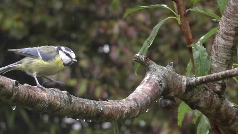 Great Tit Bird Stock Footage 229758695