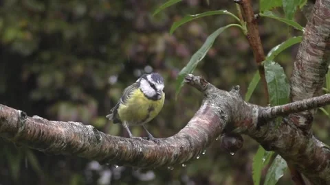 Great Tit Bird Video stock 229758713
