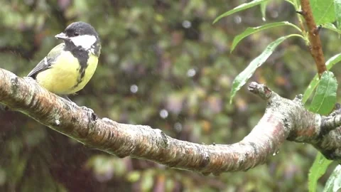 Great Tit Bird Stock Footage 229758732