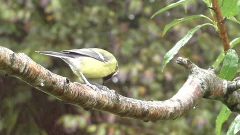 Great Tit Bird Stock Footage 229758741