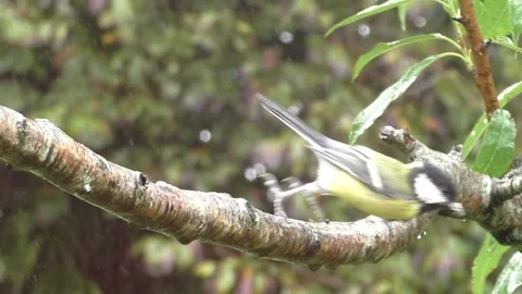 Great Tit Bird Stock Footage 229758750