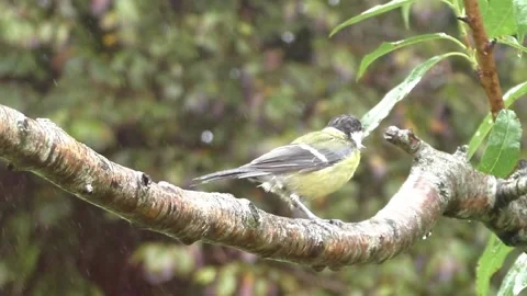 Great Tit Bird Stock Footage 229758751