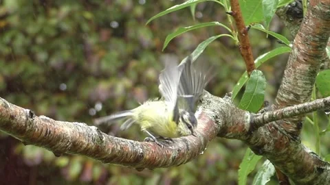 Great Tit Bird Stock Footage 229758754