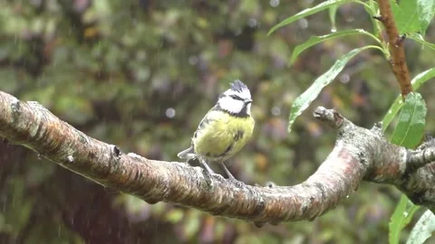 Great Tit Bird Stock Footage 229758758