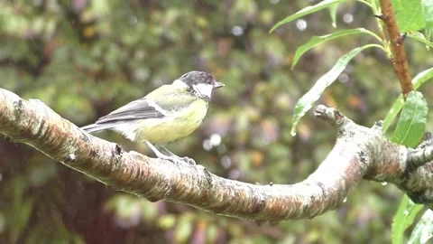 Great Tit Bird Stock Footage 229758762