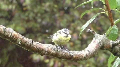 Great Tit Bird Stock Footage 229758766