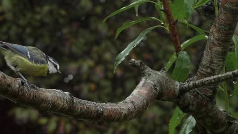 Great Tit Bird Stock Footage 229758767