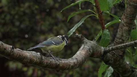 Great Tit Bird Stock Footage 229758768