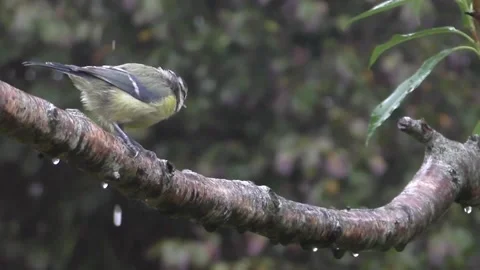 Great Tit Bird Stock Footage 229758772