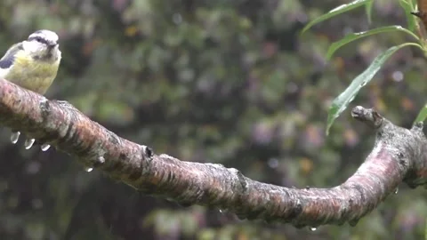 Great Tit Bird Stock Footage 229758773